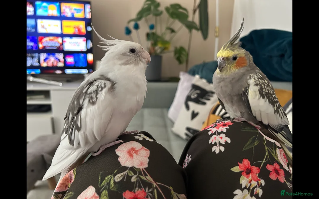 Cockatiels birds for sale: Two Loving Female Cockatiels for Rehoming - Advert 1