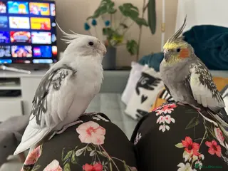 Cockatiels birds Two Loving Female Cockatiels for Rehoming - Advert 1