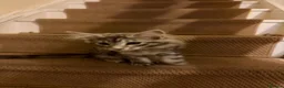 Maine Coon cats for sale: Maine coon kittens  - Advert 9