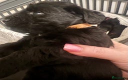 Mixed Breed dogs for sale: 🐾🐶Adorable and very cute Cavaschnauzer 🐶🐾 - Image 21