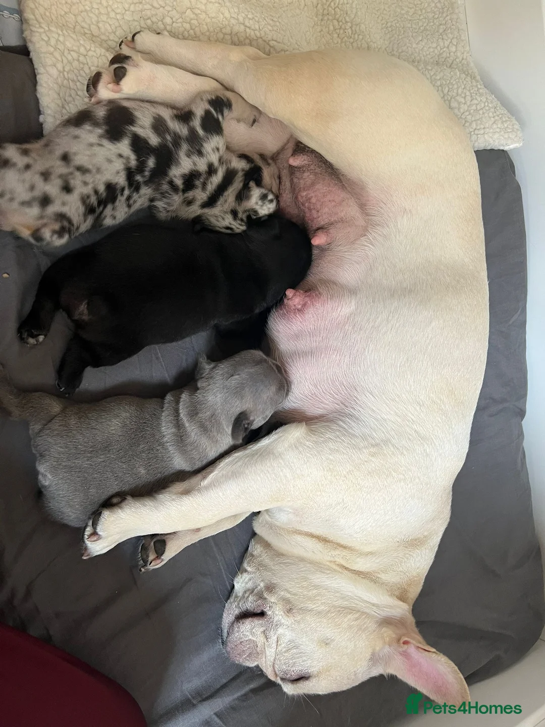 French Bulldog dogs for sale: stunning french bulldogs - Advert 1