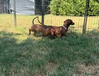Miniature Dachshund dogs Miniature Smooth Red Dachshund Female - Advert 2