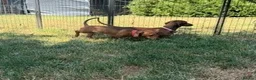 Miniature Dachshund dogs for sale: Miniature Smooth Red Dachshund Female - Advert 2