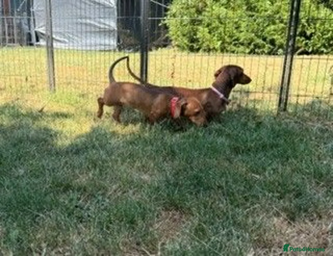 Miniature Dachshund dogs for sale: Miniature Smooth Red Dachshund Female - Advert 2