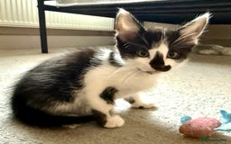 Mixed Breed cats for sale: Mixed siamese black and white male kitten - Image 6