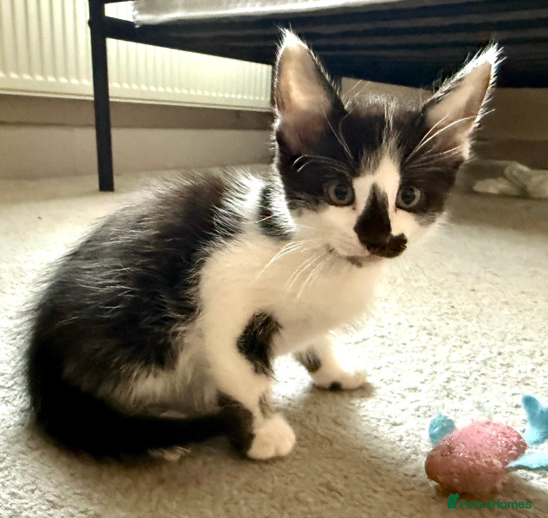 Mixed Breed cats for sale: Mixed siamese black and white male kitten - Image 6