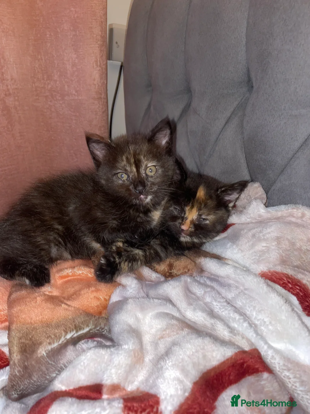 Mixed Breed cats for sale: Three beautiful kittens for sale  in Torquay - Advert 2