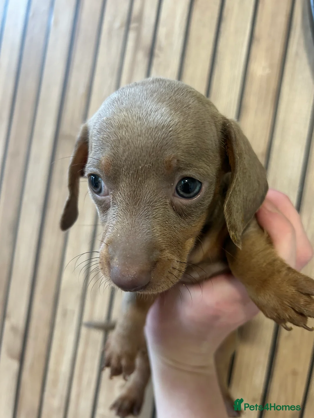 Miniature Dachshund dogs for sale: Miniature daschund  - Advert 5