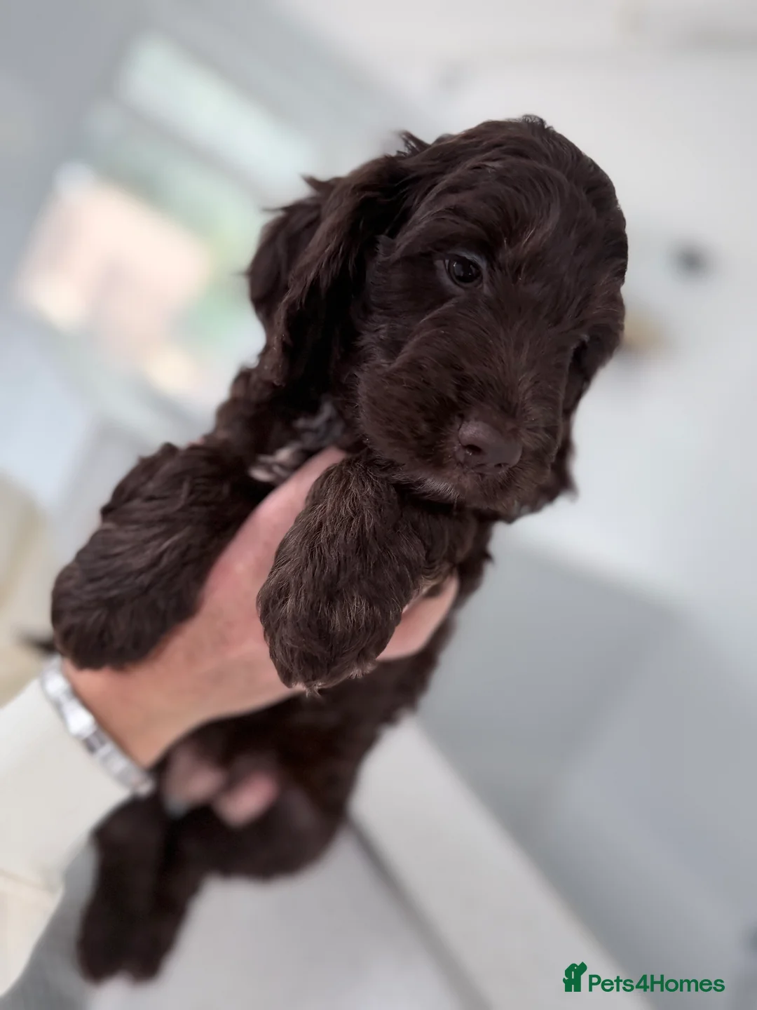 Cockapoo dogs for sale: F1 cockapoo puppies  - Advert 14