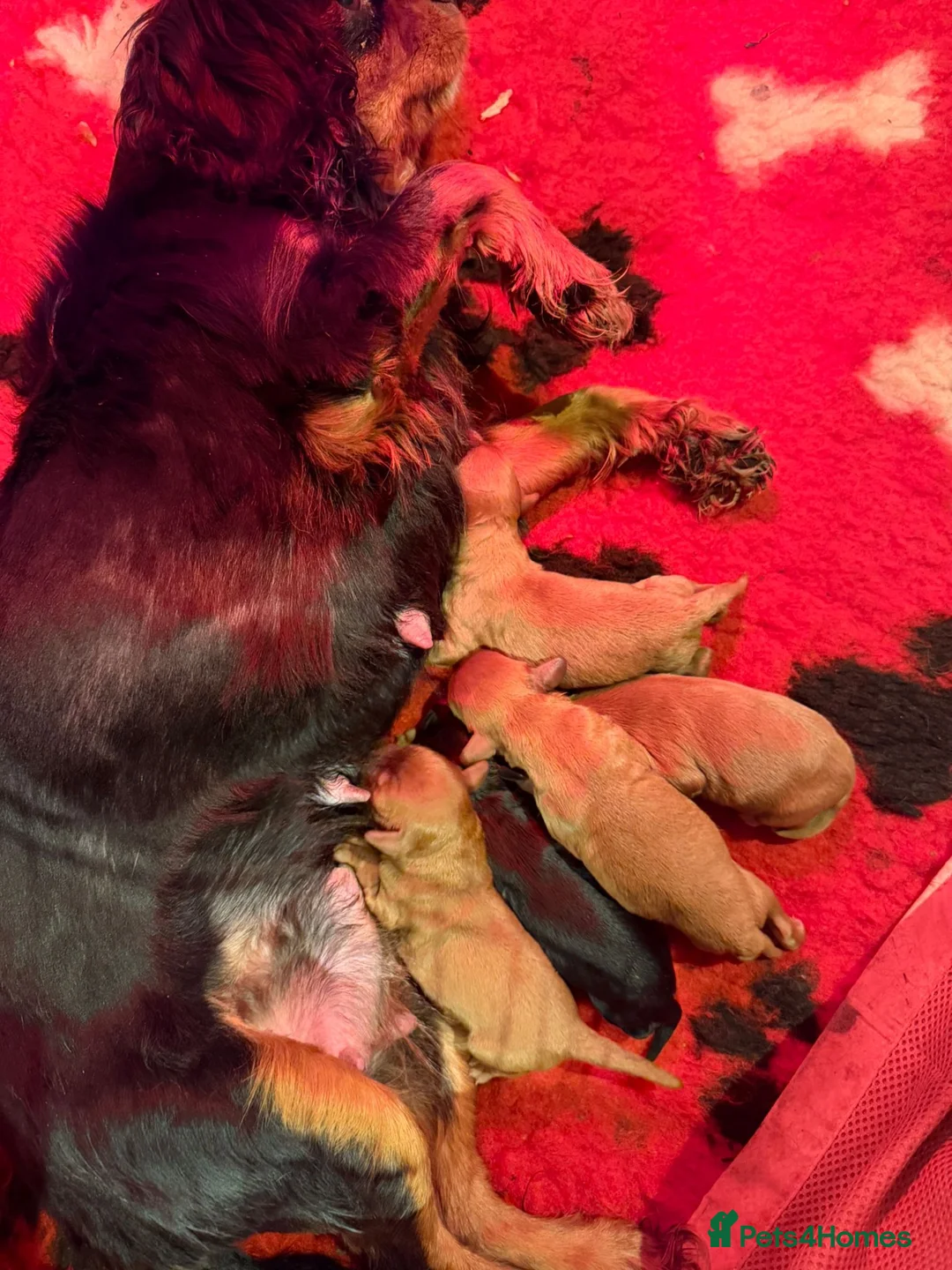 Cockapoo dogs for sale: Cavapoo F1 male Apricot  - Advert 5