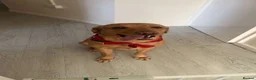 Labrador Retriever dogs for sale: Fox Red Lab for sale **READ DESCRIPTION** in Wrexham - Advert 3