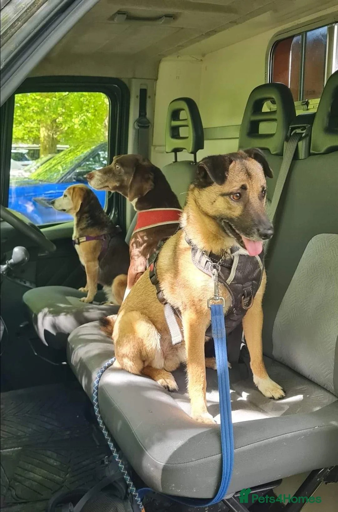 Mixed Breed dogs for adoption: Meet Jakob, currently residing in Cranage, Crew in Crewe - Advert 17