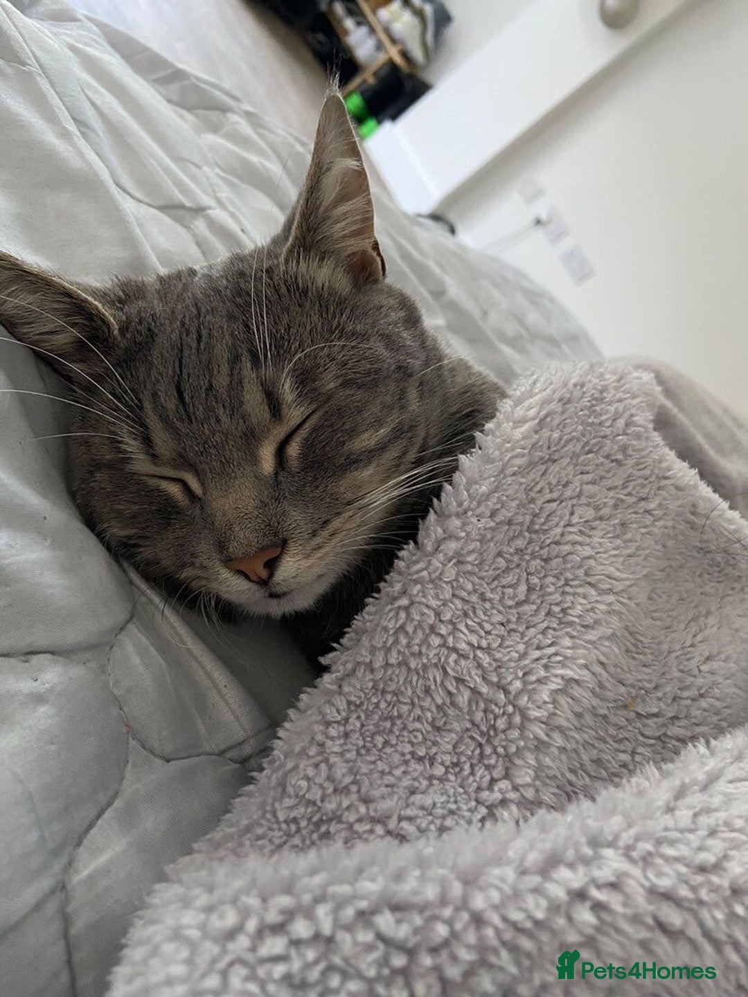 American Shorthair cats for sale: Tabby cat - Advert 5