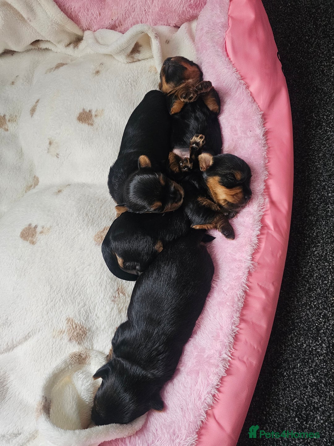 Yorkshire Terrier dogs for sale: 2 Boys and 2 Grils - Image 11