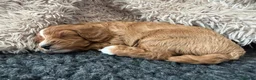Cavapoo dogs for sale: Cavapoo F1B in Bristol - Advert 9