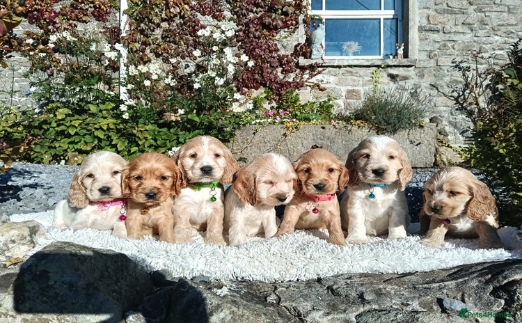 Cocker Spaniel dogs - Advert 13