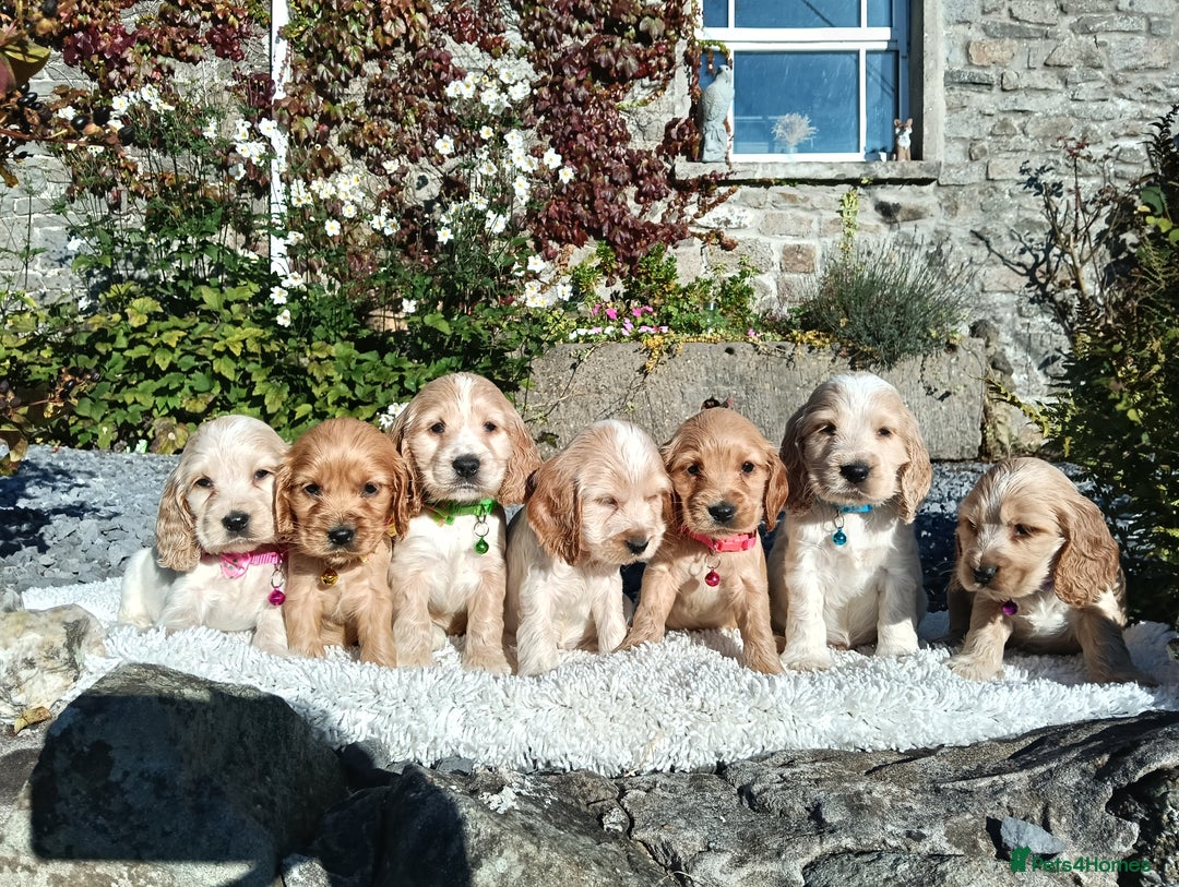 Cocker Spaniel dogs for sale: ❤️Adorable Quality Show Type Cocker Spaniels 🩵 - Image 1