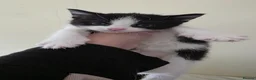 Domestic Shorthair cats for sale: Kittens  - Advert 3