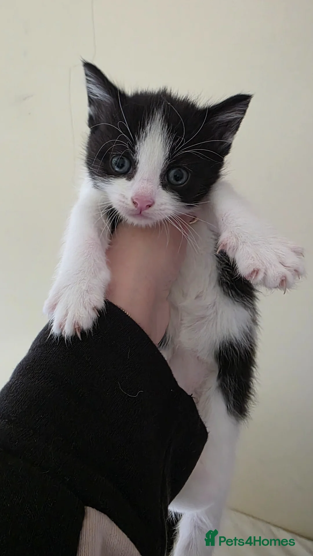 Domestic Shorthair cats for sale: Kittens  - Advert 2