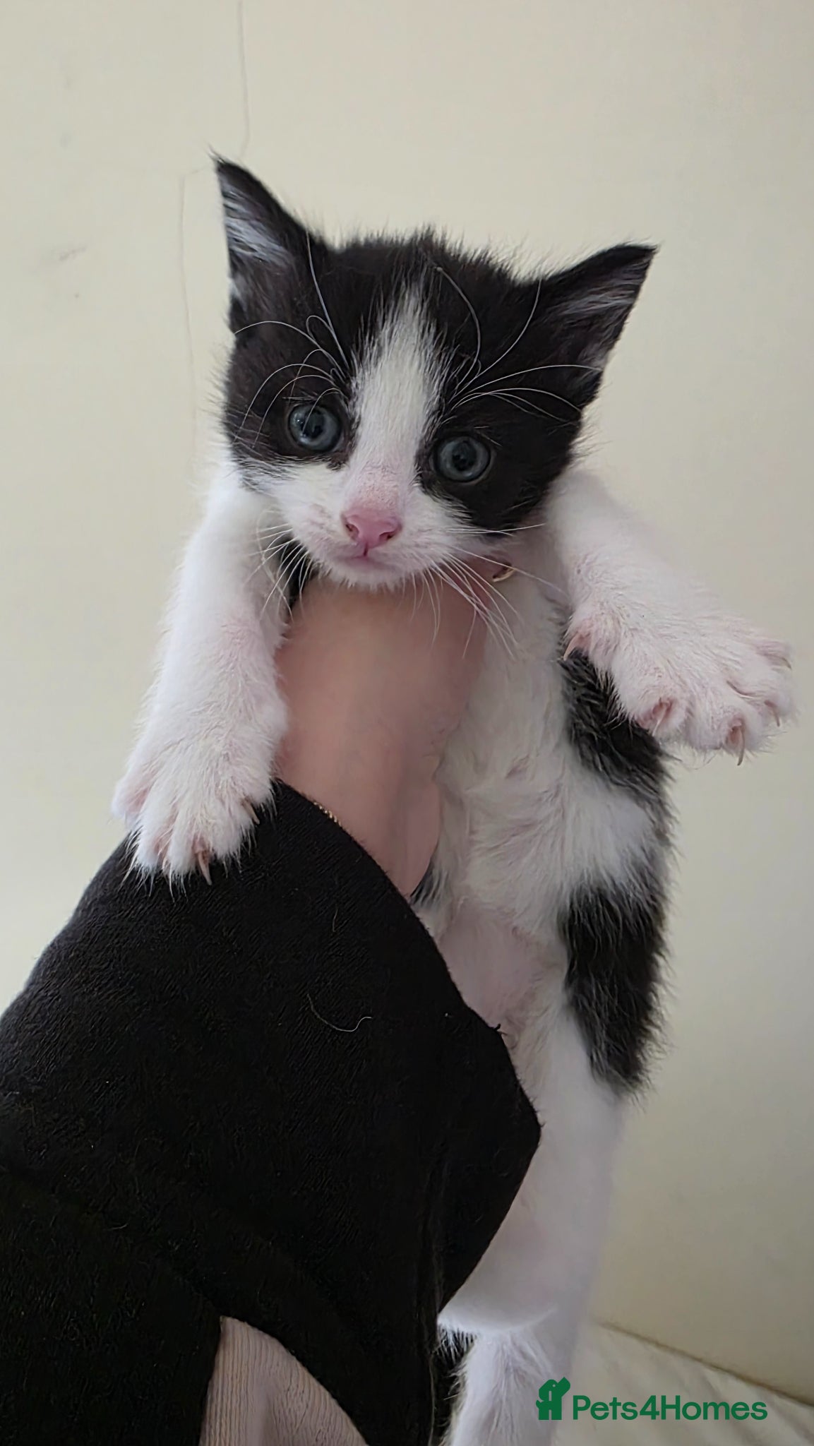 Domestic Shorthair cats Kittens - Advert 6