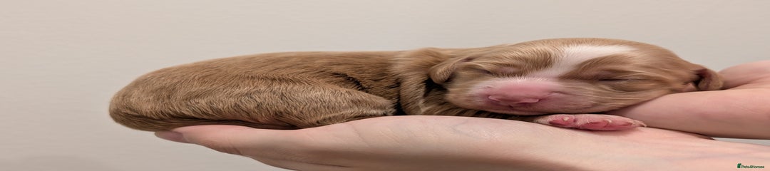 Golden - Cocker Spaniel Puppy 2