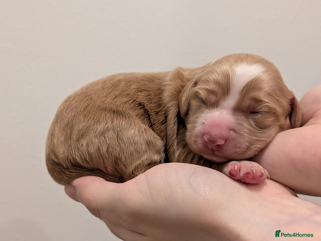 Cocker Spaniel dogs for sale: Kc Reg - Working Cocker Spaniel Puppies DNA Tested - Advert 20