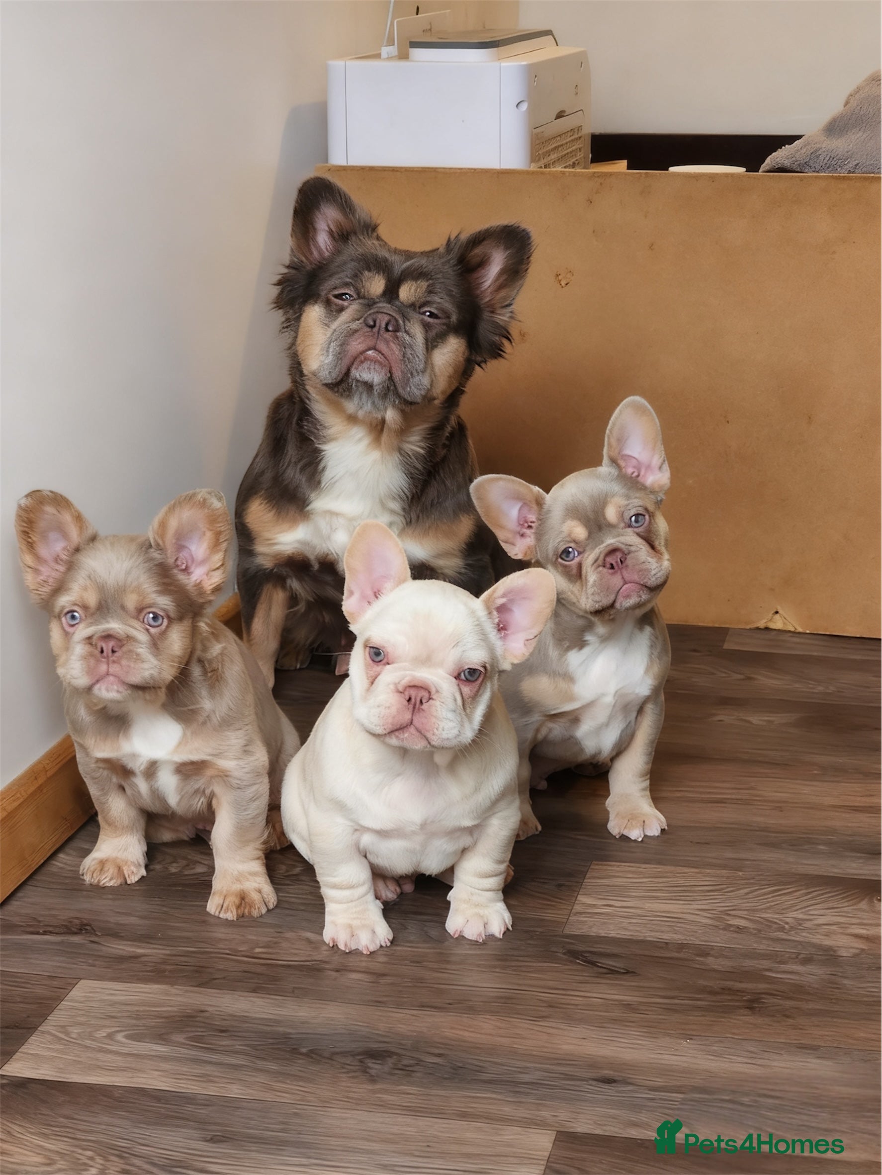 French Bulldog dogs Quality French Bulldog Puppies - Advert 1