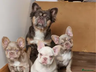 French Bulldog dogs Quality French Bulldog Puppies - Advert 1