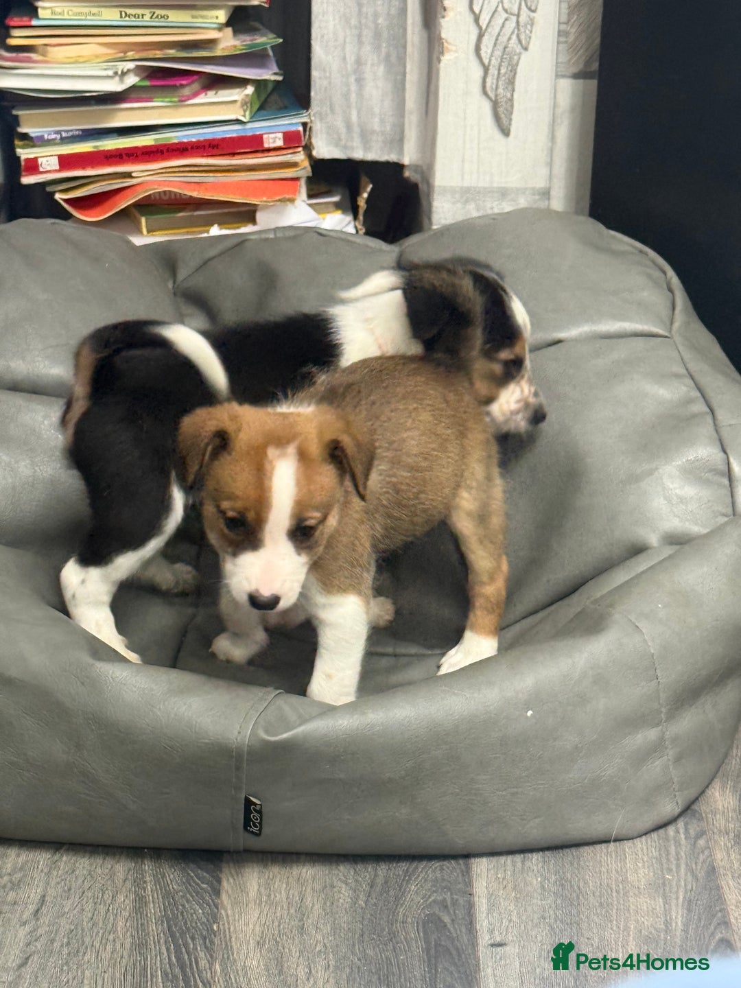 Border Collie dogs for sale: Border collie pups - Image 5