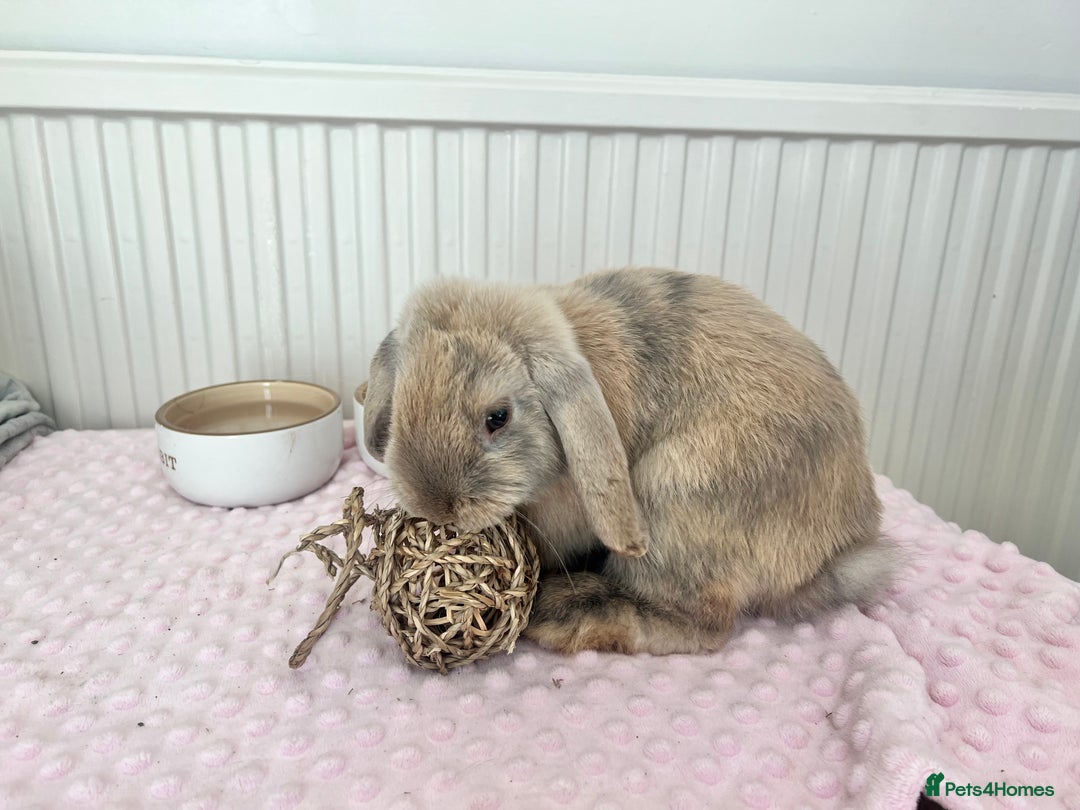 Mini Lop rabbits for sale: Brown mini lop boy - Image 2