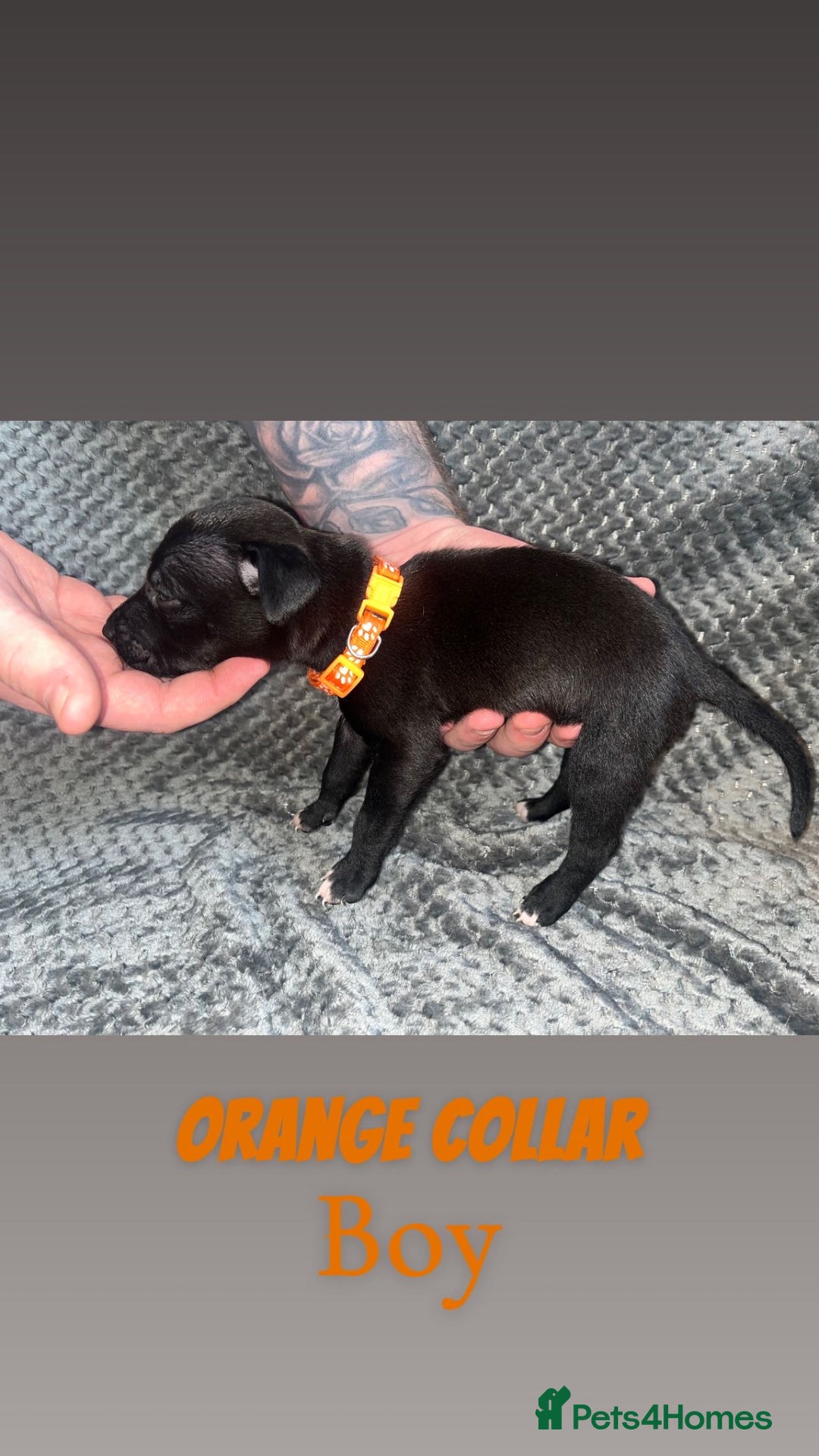 Mixed Breed dogs for sale: 11 Lurcher x Staffy pups for Sale! - Advert 4