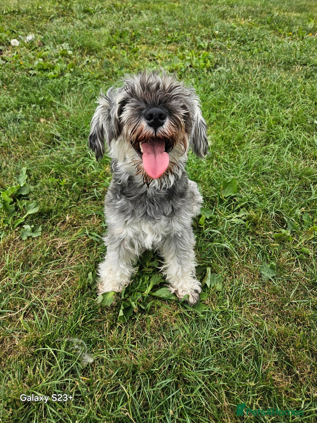 Maltese Shih Schnauzer Shih Tzu Poodle Mix Close Mixed Breed Dog