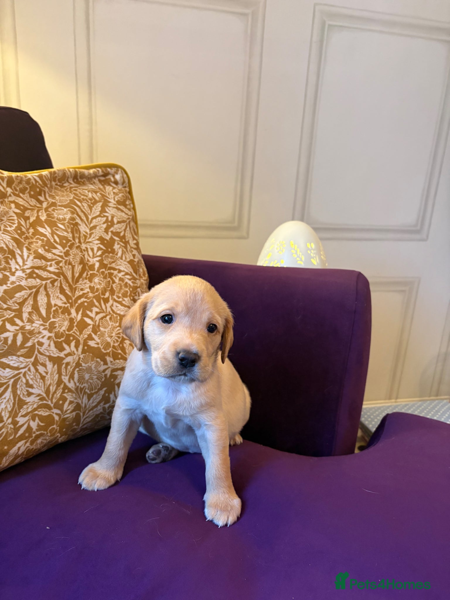 Labrador Retriever dogs 🖤LAST Black & Yellow GIRL💛ready to leave 25/4 - Advert 11