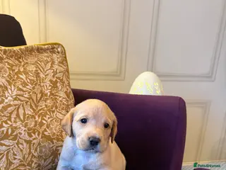 Labrador Retriever dogs 🖤LAST Black & Yellow GIRL💛ready to leave 25/4 - Advert 3