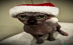 Sphynx cats for sale: margot is 2.5 years old looking for loving home.  - Advert 1