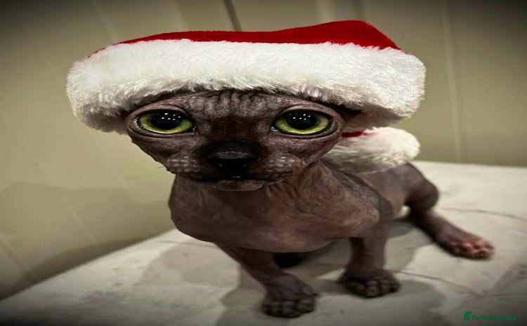 Sphynx cats margot is 2.5 years old looking for loving home.  - Advert 2