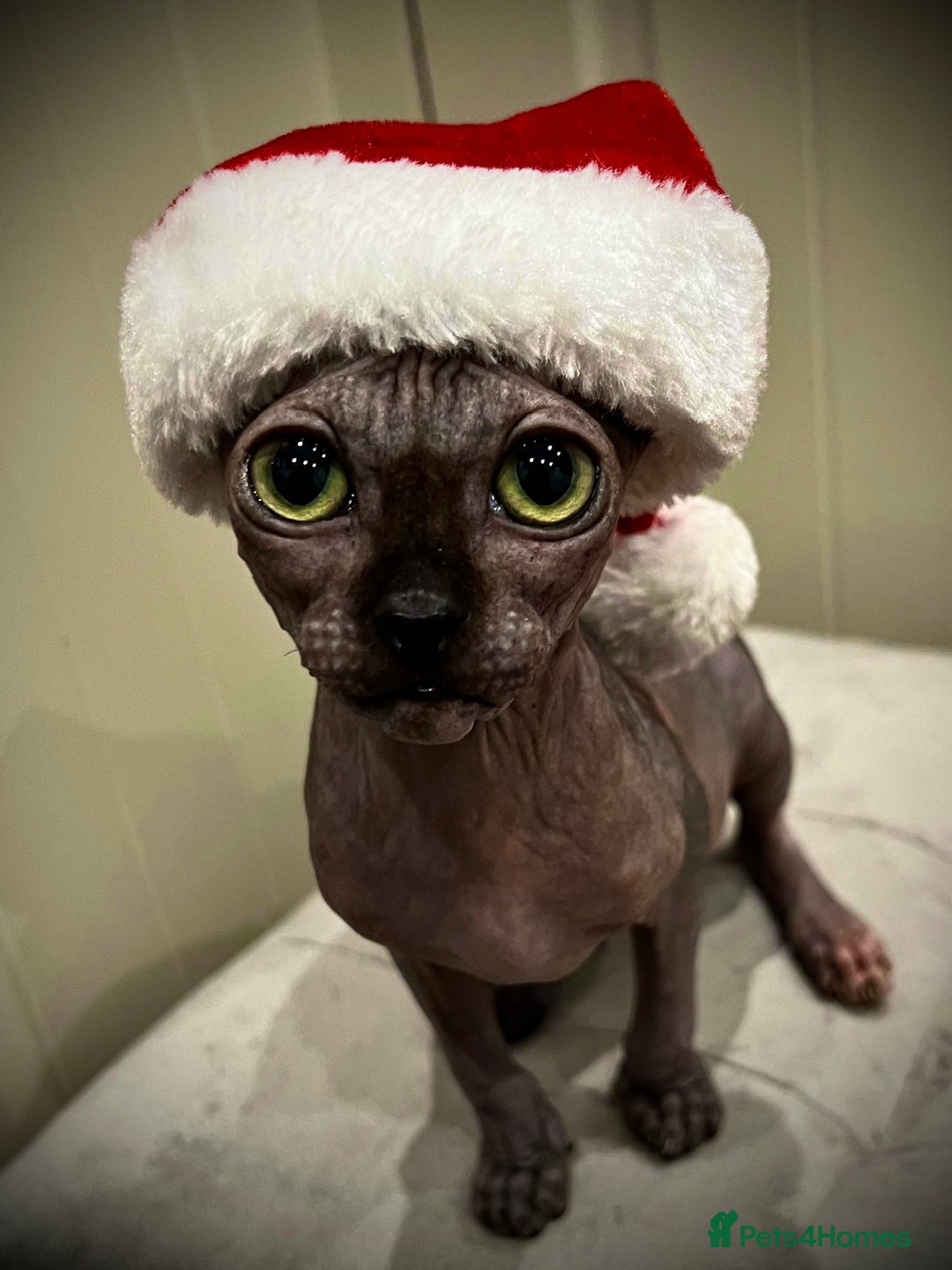 Sphynx cats for sale: margot is 2.5 years old looking for loving home.  - Advert 1