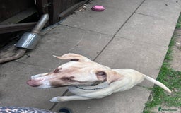 Mixed Breed dogs for sale: Rocky - Image 6