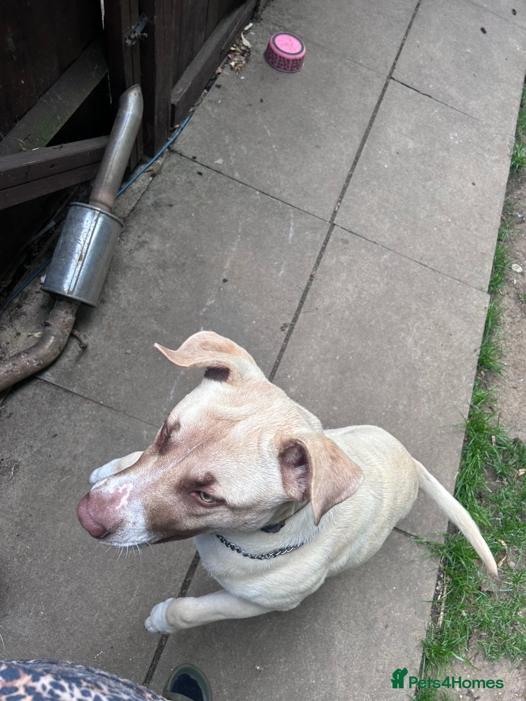 Mixed Breed dogs for sale: Rocky - Image 6