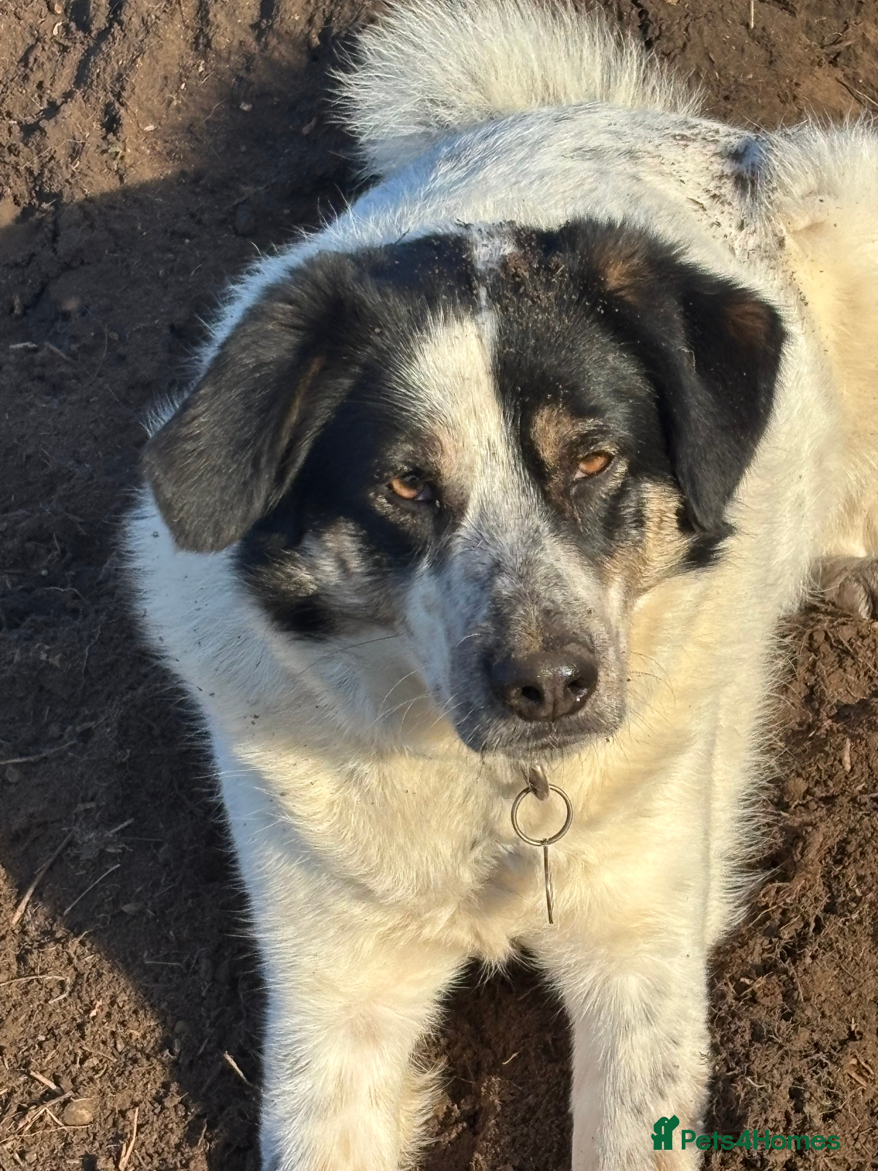Mixed Breed dogs for adoption: Oreo - In Foster UK - Advert 8
