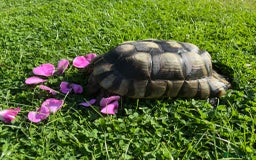 Tortoise reptiles for sale: Marginated tortoises X 3 - Image 4