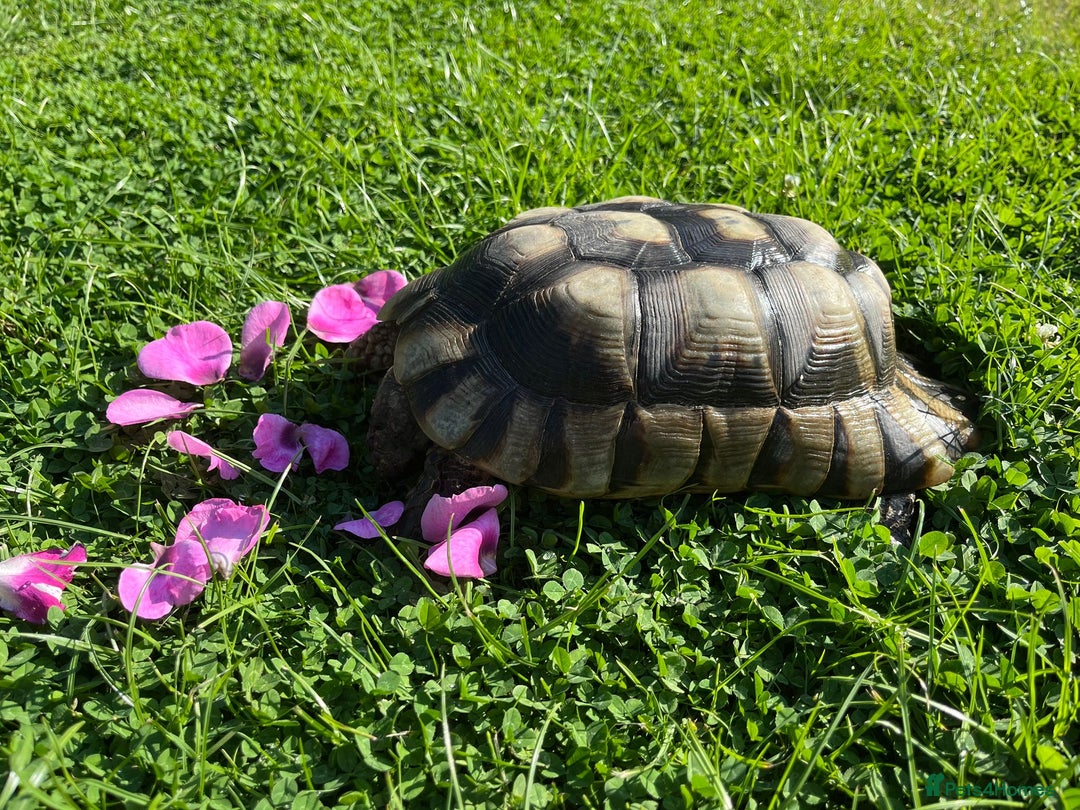 Tortoise reptiles for sale: Marginated tortoises X 3 - Image 4