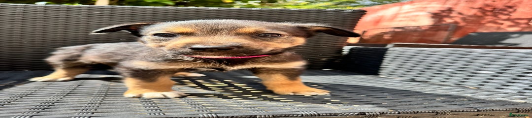 Mixed Breed Puppy 3