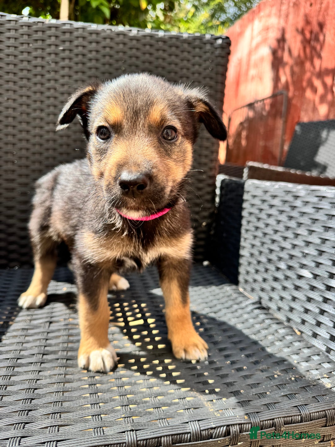 Mixed Breed dogs for sale: Sprollie x husky puppies  - Image 4