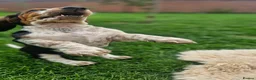 Basset Hound dogs for sale: Beautiful Basset Hounds Ready now - Advert 16
