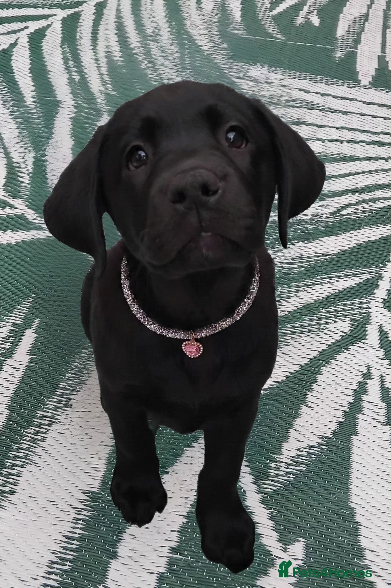 Labrador Retriever dogs  KC Black Labradors – 4 Boys & 2 Girls Available🐶 - Advert 7