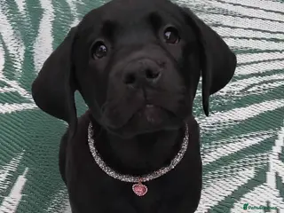 Labrador Retriever dogs KC Black Labradors – 4 Boys & 2 Girls Available🐶 - Advert 7