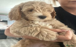 Cockapoo dogs for sale: F1B cockapoos ready for homes now  - Image 4