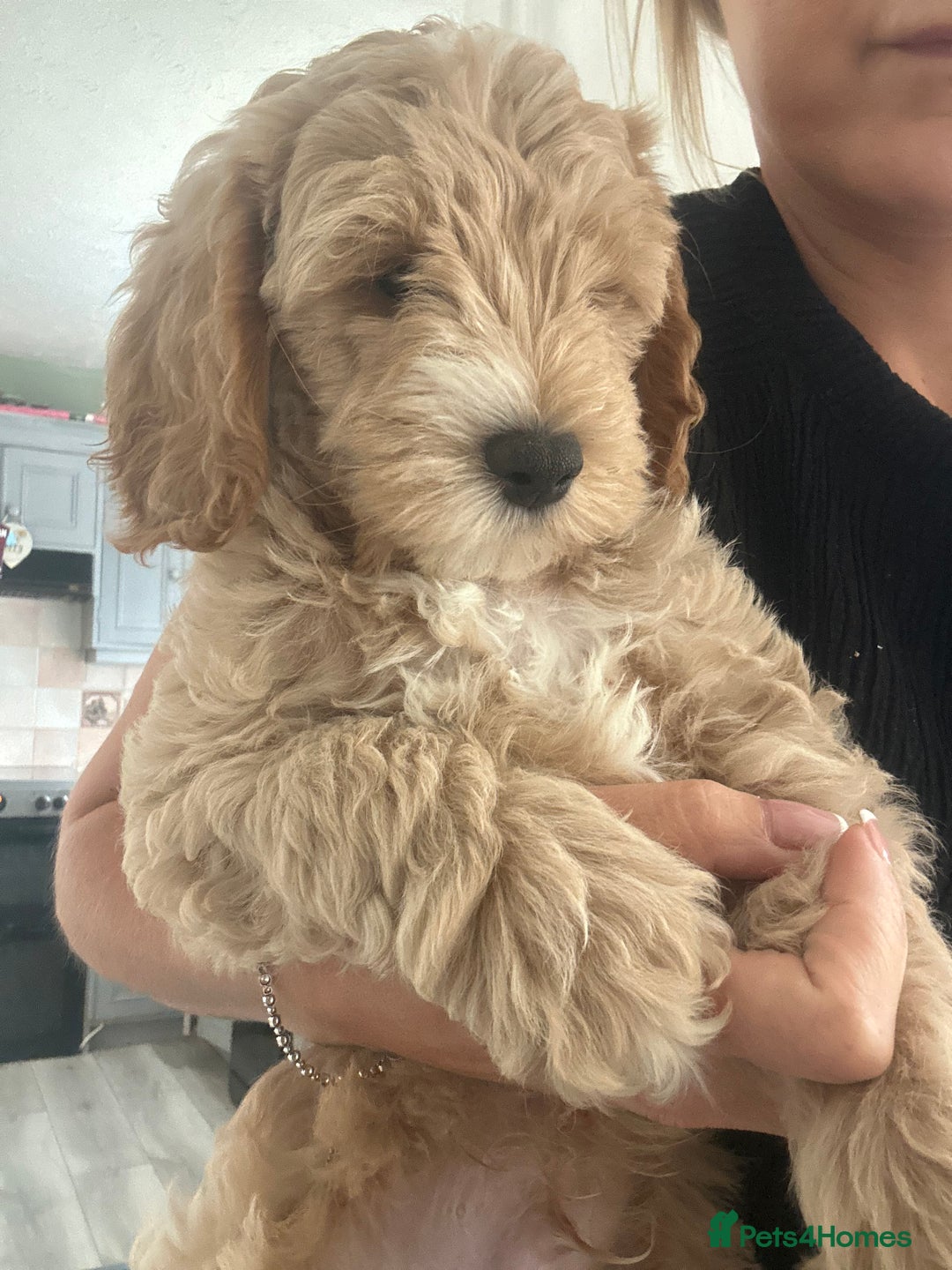 Cockapoo dogs for sale: F1B cockapoos ready for homes now  - Image 4