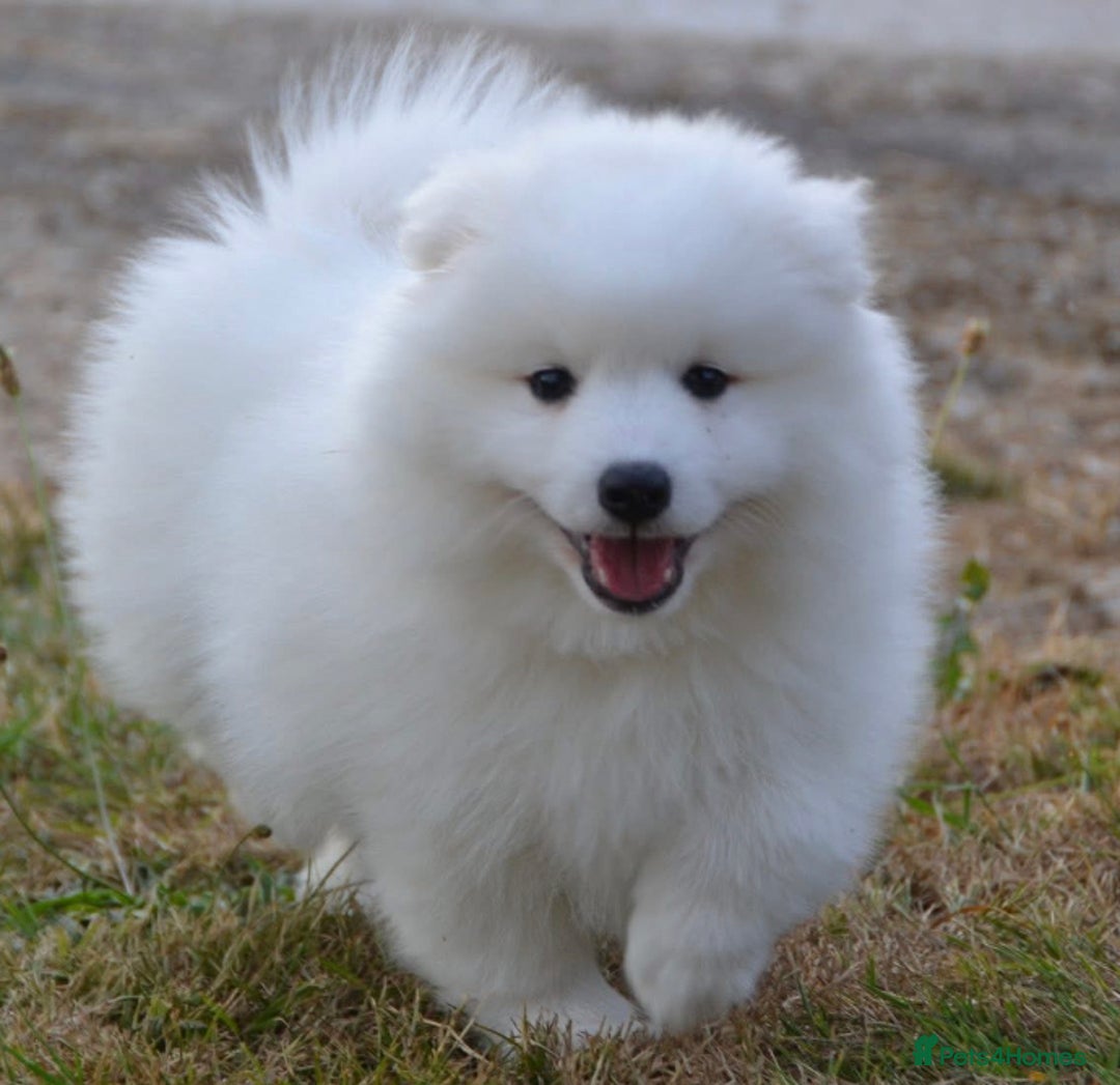 Speech Dog Breed Mini Spitz For Sale German Spitz Klein Stock